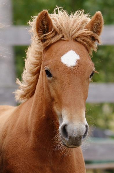 Hofy von Heidmoor d.jpg